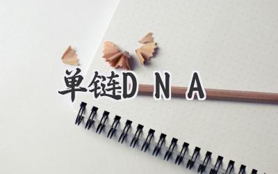 单链DNA
