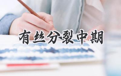 有丝分裂中期