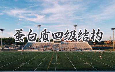 蛋白质四级结构