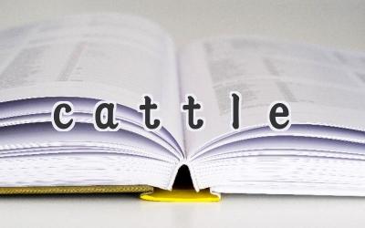 cattle