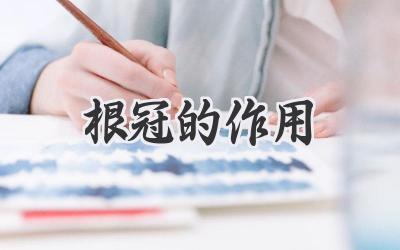 根冠的作用