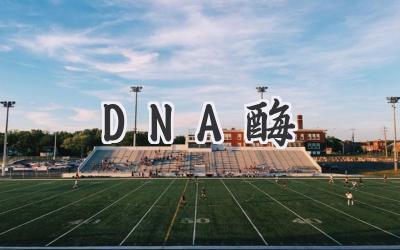 DNA酶