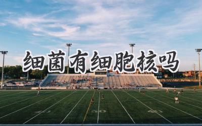 细菌有细胞核吗