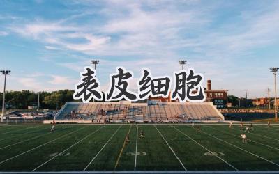 表皮细胞